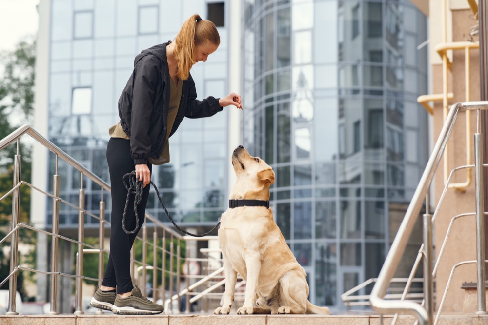 Una adiestradora paseando a un perro por la ciudad.