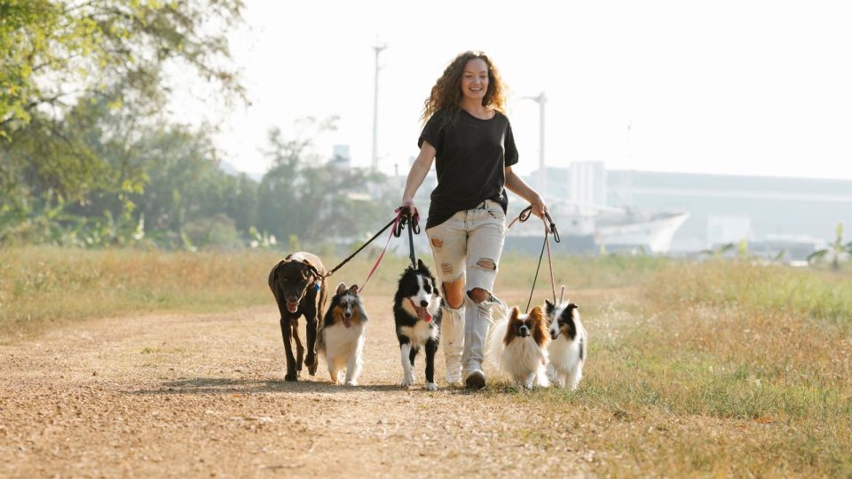 Persona paseando a un grupo de perros con correa