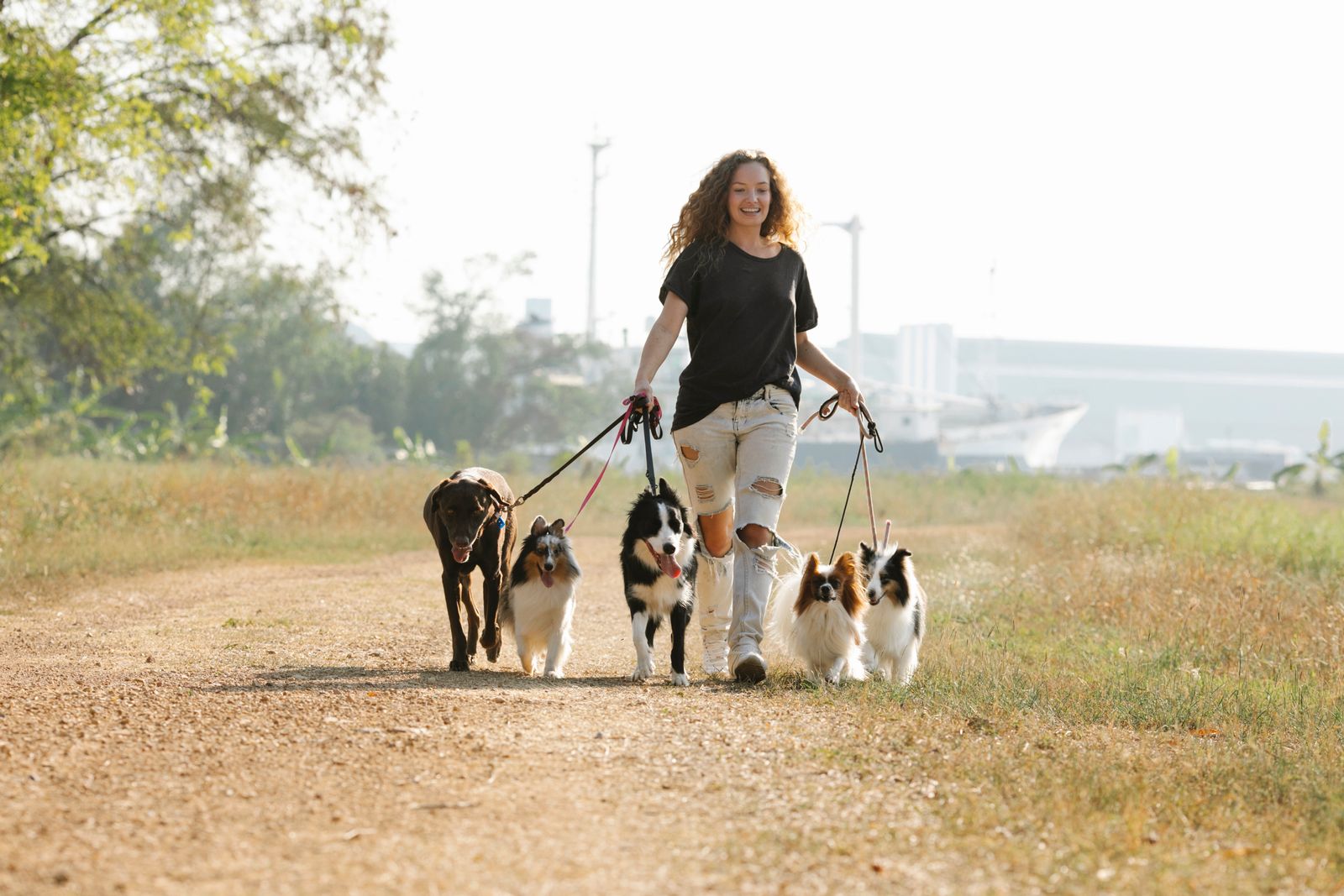 Persona paseando a un grupo de perros con correa