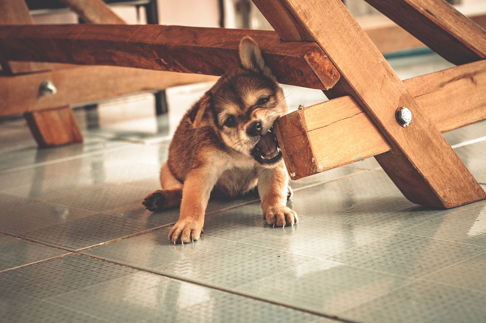 Cachorro jugando en su nuevo hogar