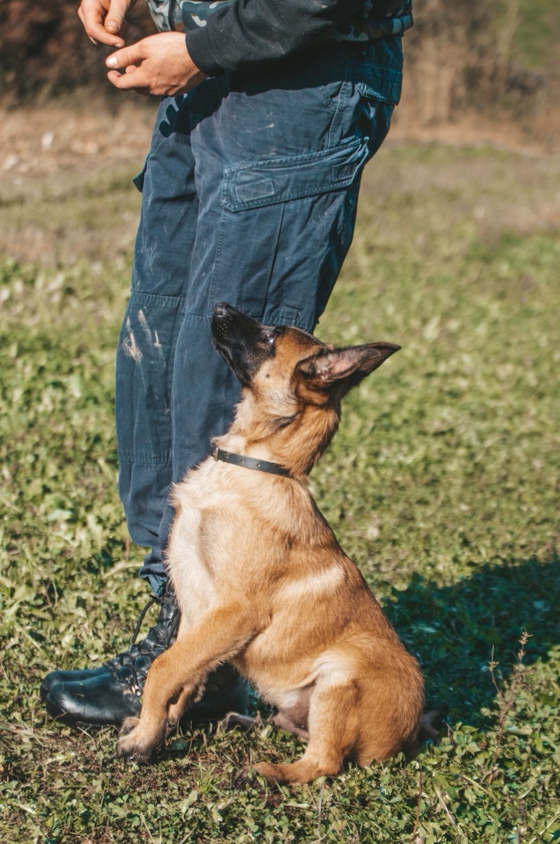 Perro entrenado sentado junto a su cuidador