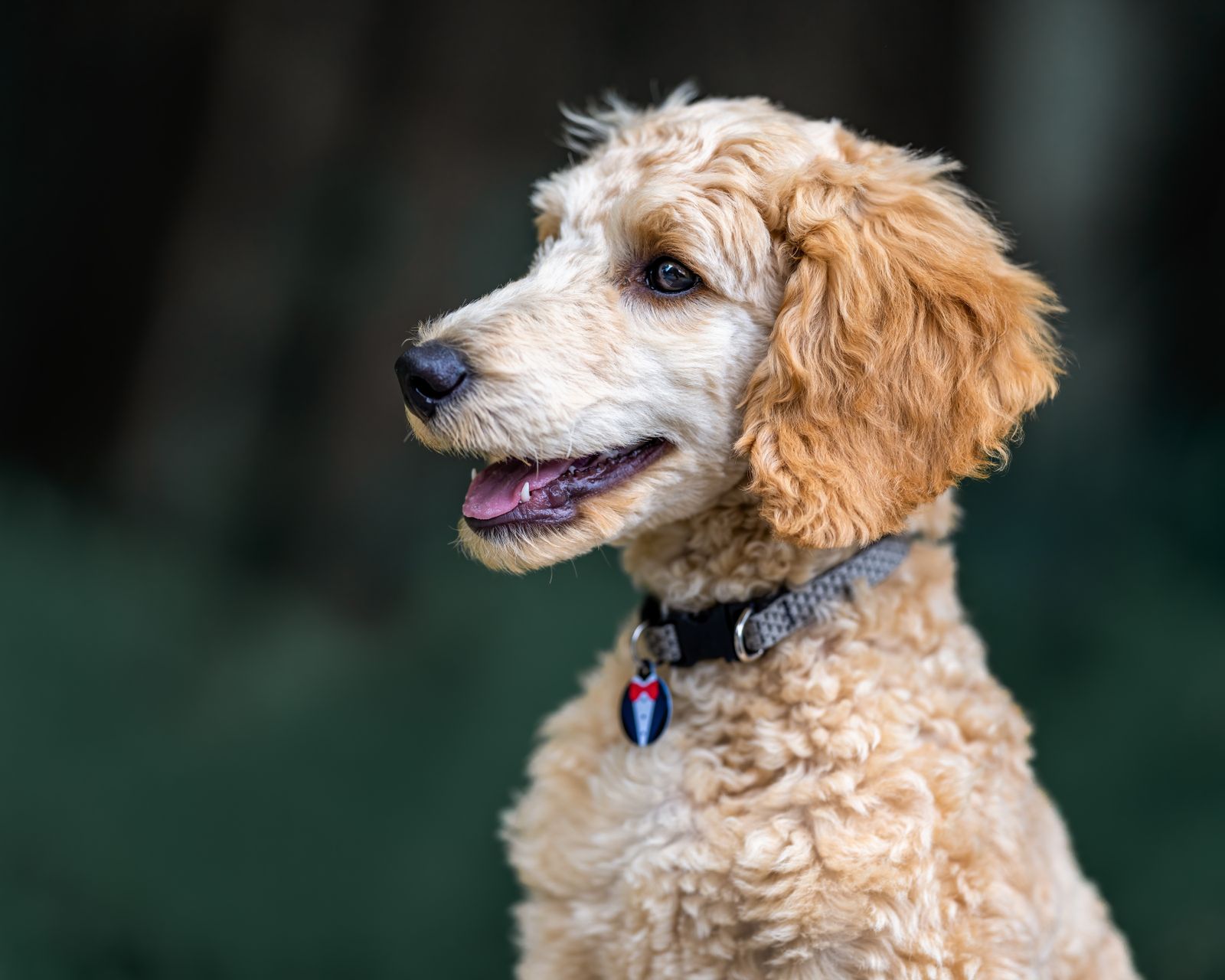Perro con collar e identificación