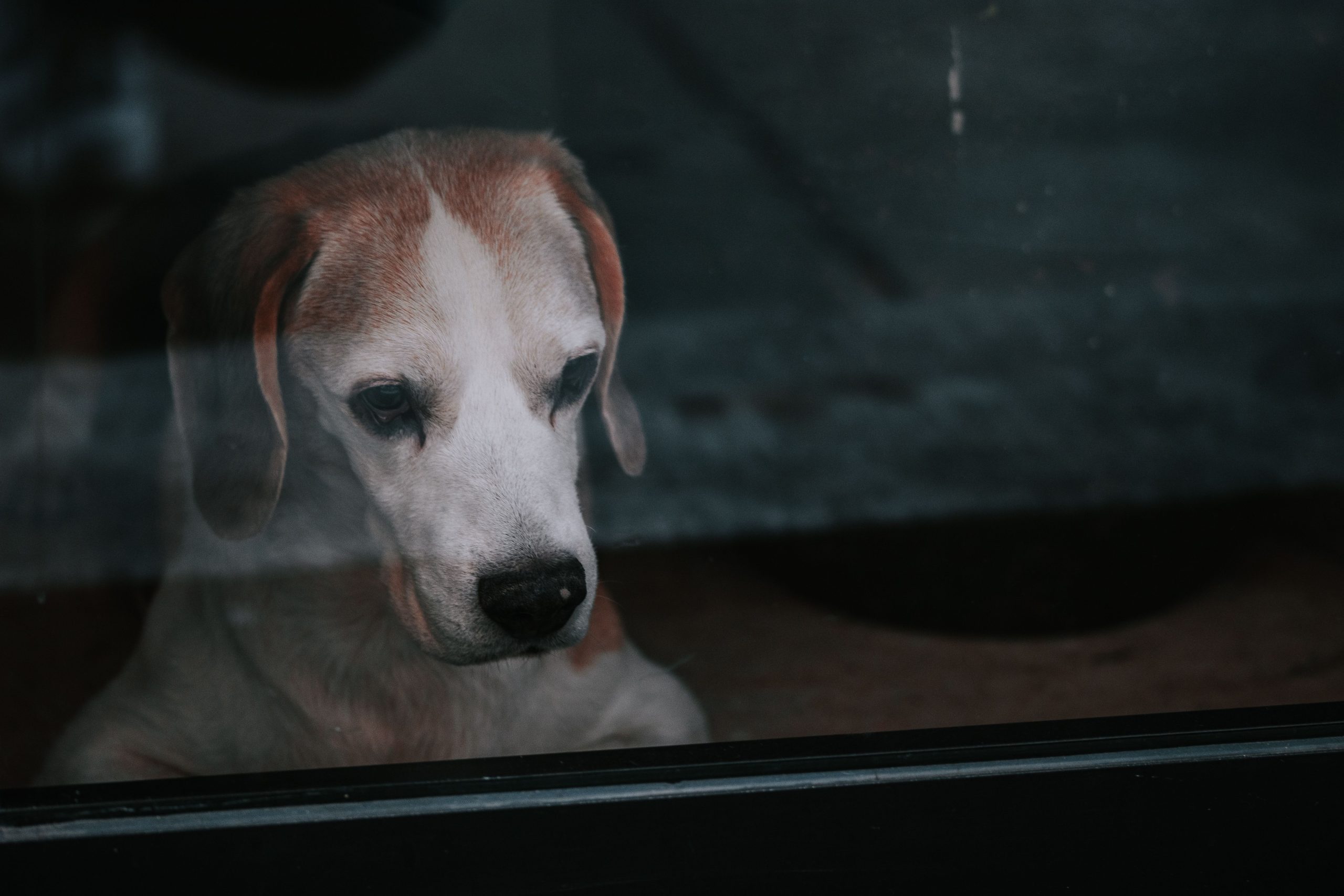 Perro mirando pensativo a través de una ventana, en soledad