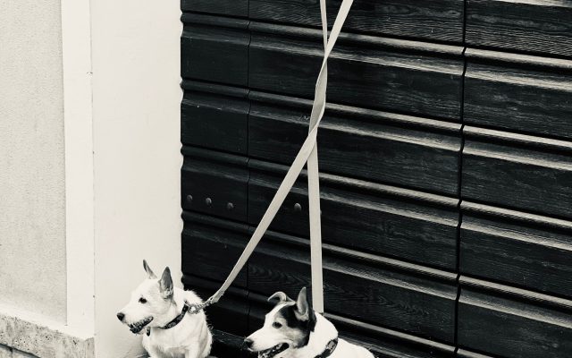 Dos perros atados con correa junto a una puerta de entrada