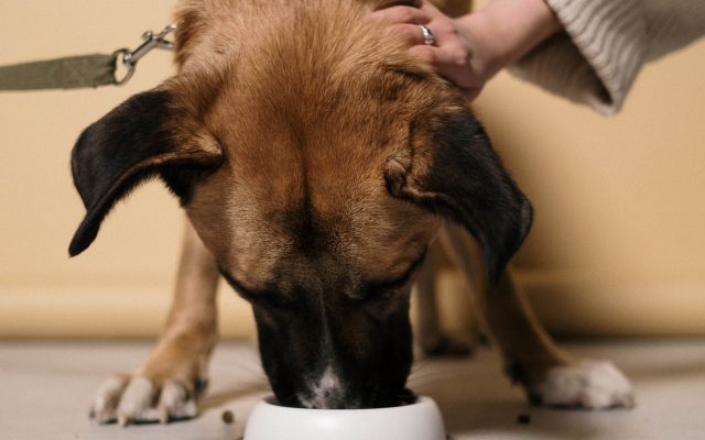 Perro comiendo pienso de un cuenco en el suelo mientras su dueño lo acaricia