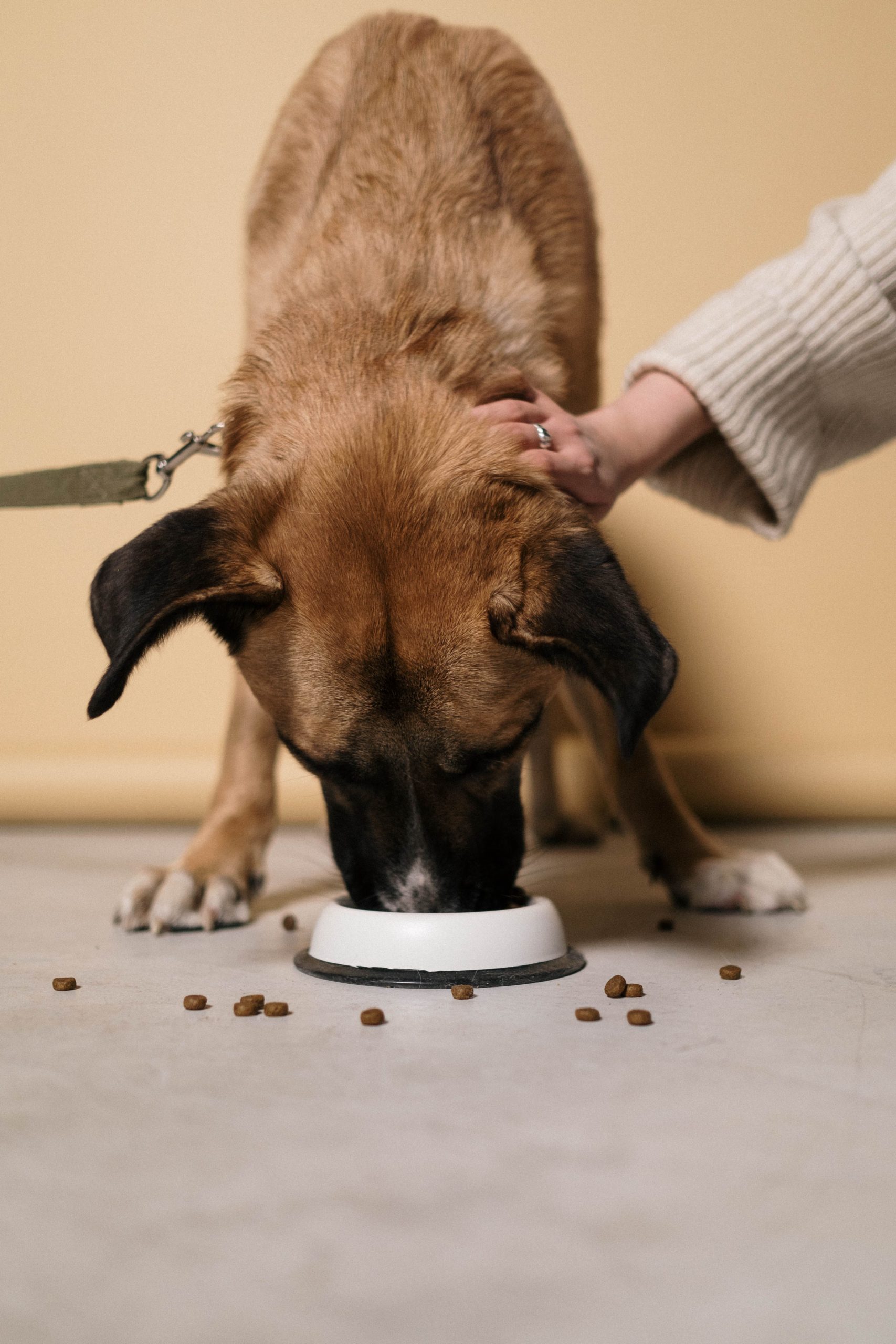 Perro comiendo pienso de un cuenco en el suelo mientras su dueño lo acaricia