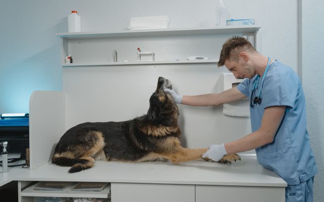 Veterinario revisando a un pastor alemán en una consulta clínica