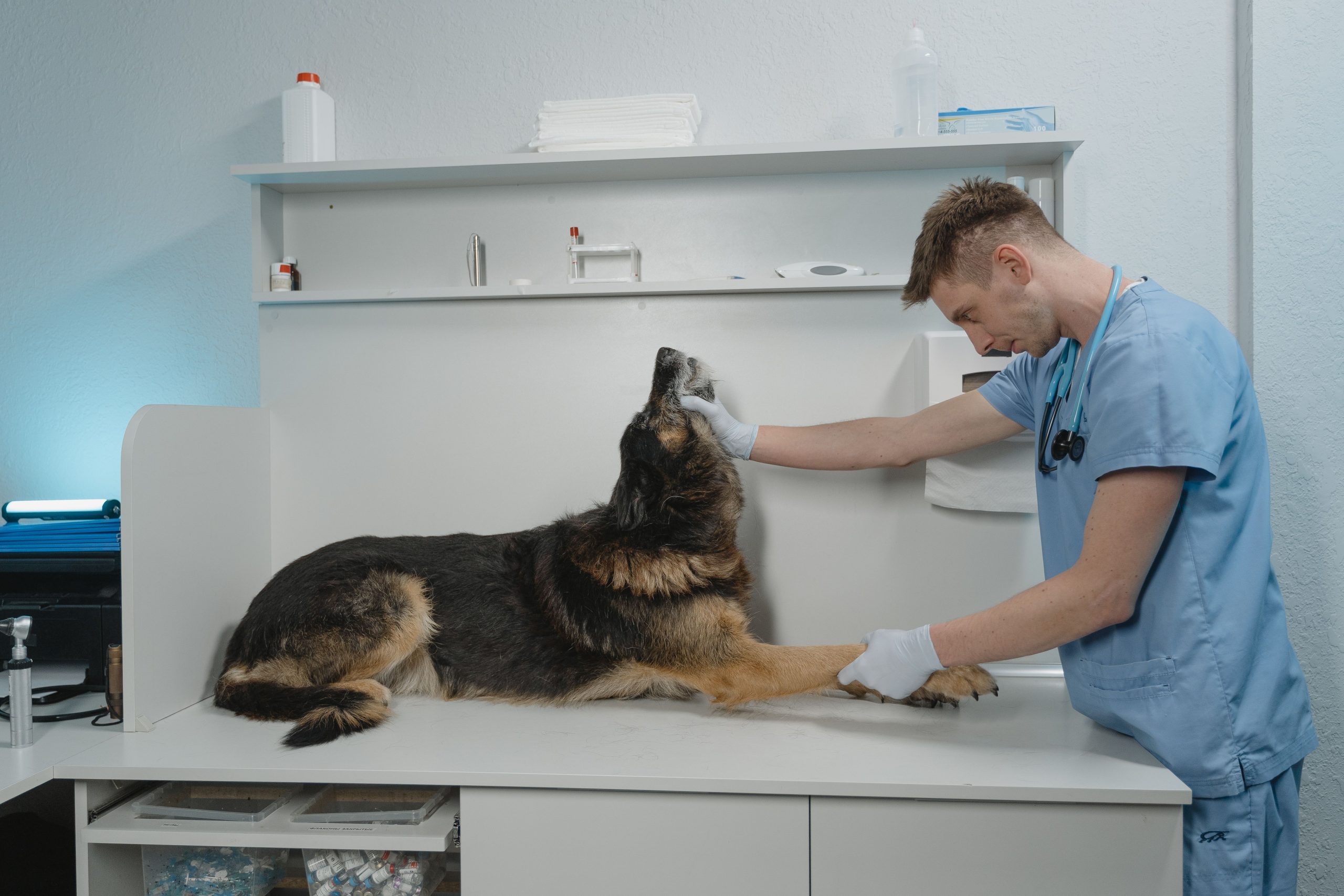 Veterinario revisando a un pastor alemán en una consulta clínica