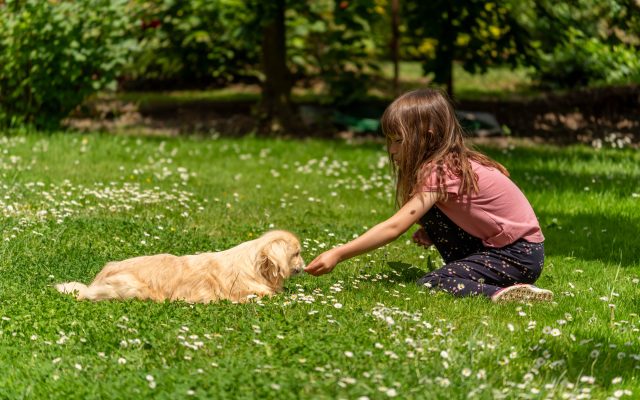 Niña interactuando con cuidado con un cachorro en un parque soleado
