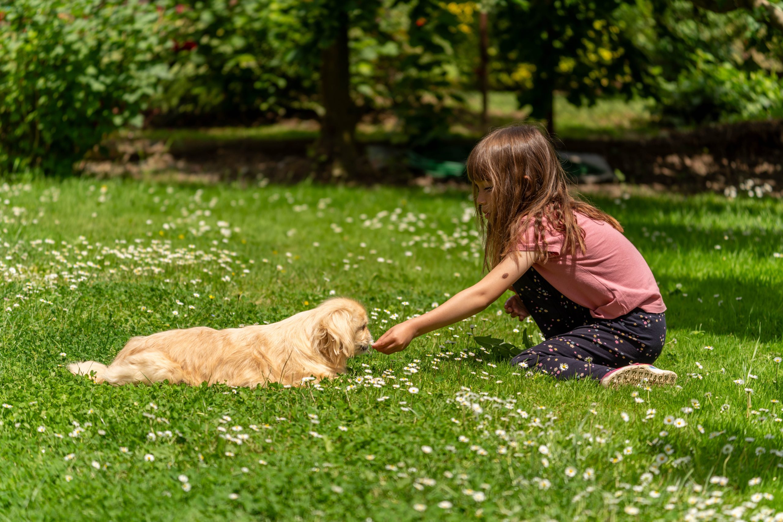 Niña interactuando con cuidado con un cachorro en un parque soleado