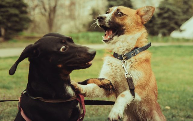Dos perros jugando juntos con energía en un parque