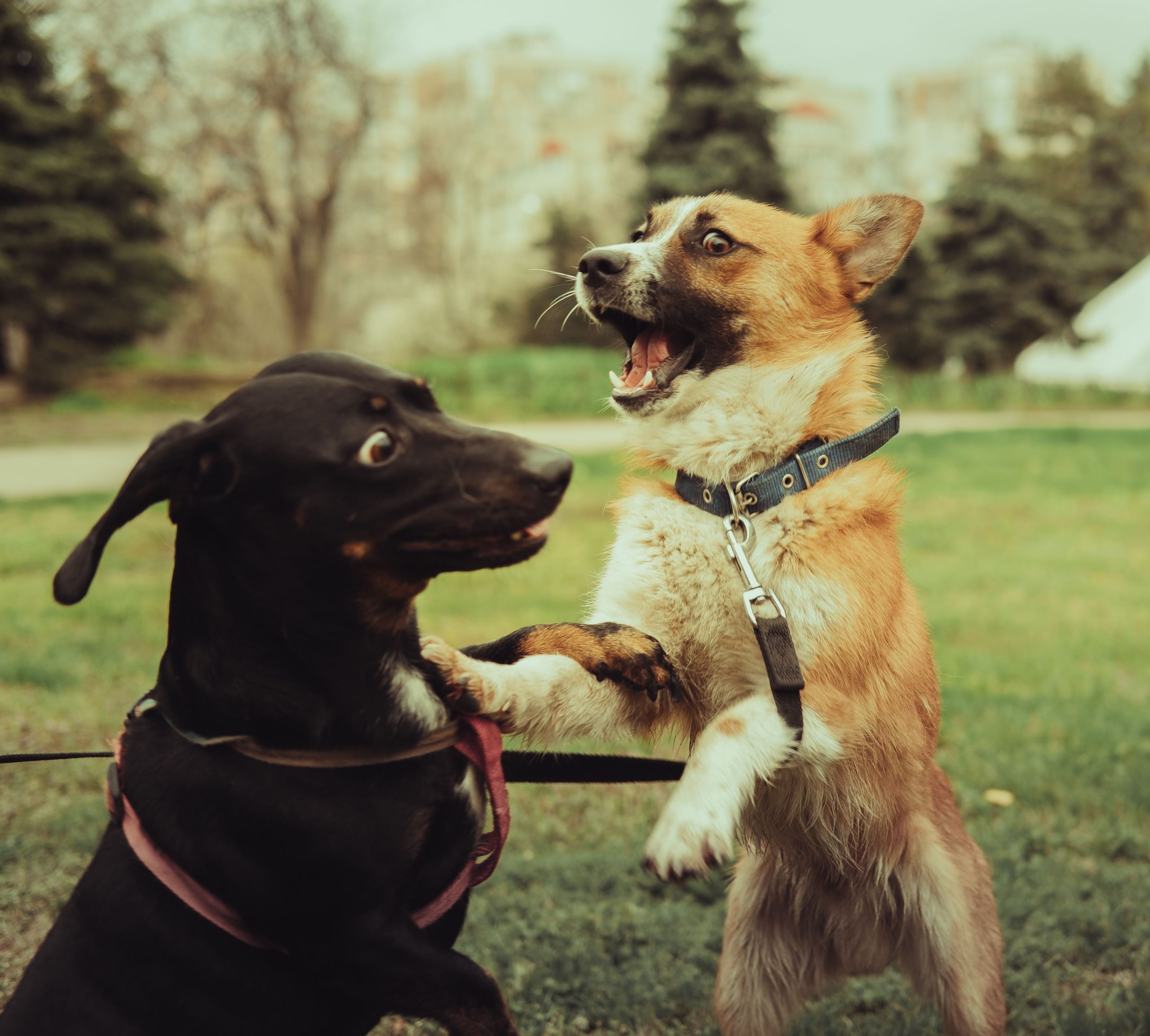 Dos perros jugando juntos con energía en un parque